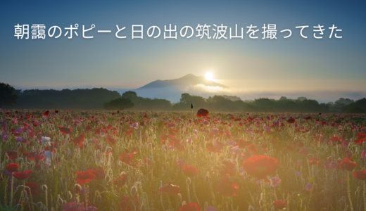【小貝川ふれあい公園】朝靄のポピーと日の出の筑波山を撮ってきた【茨城県下妻市】