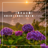 【美の山公園】初夏の秩父の紫陽花と雲海を撮ってきた。